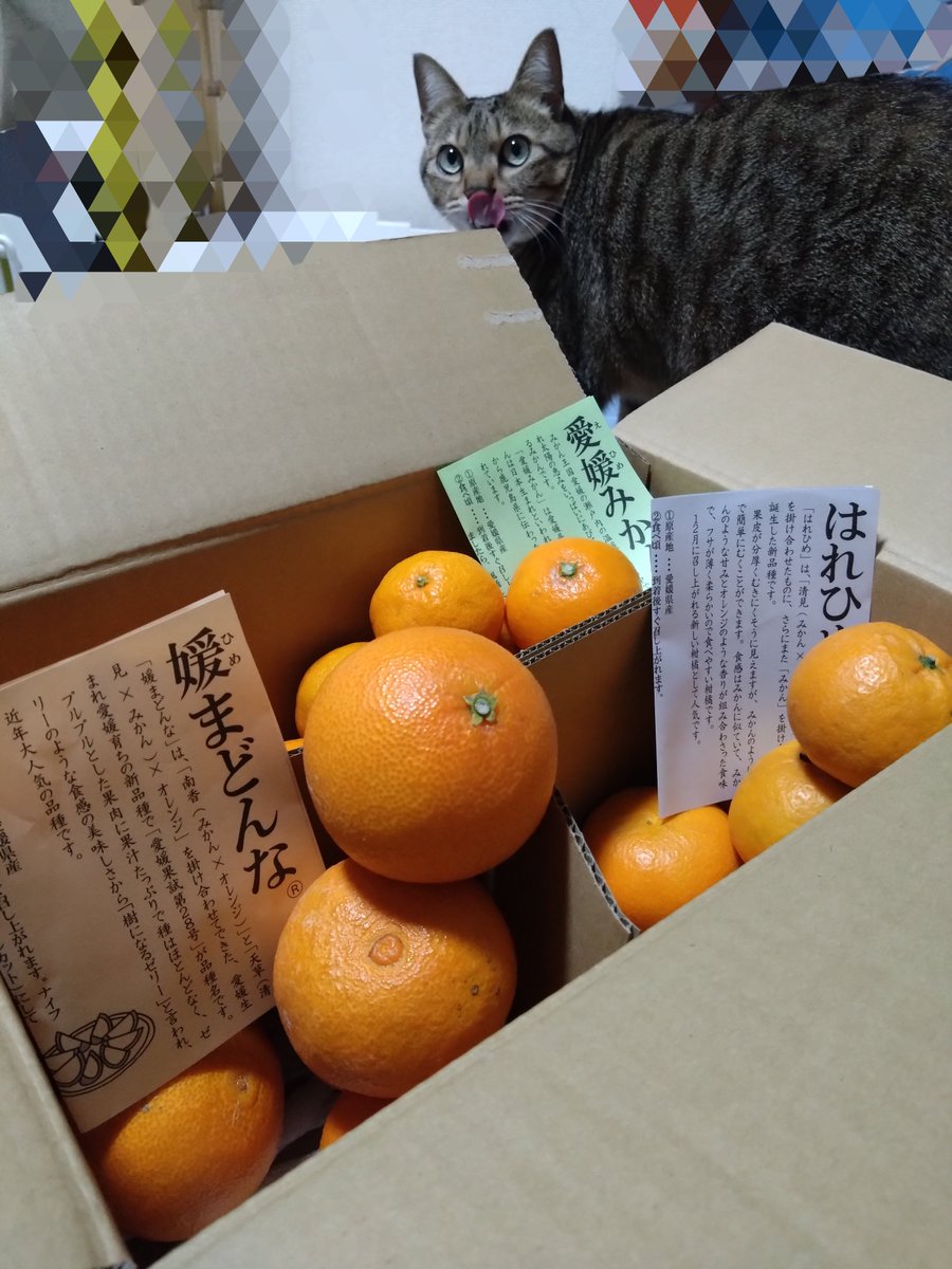 のま果樹園のコタツみかんセット🍊 届きました(๑'ڡ'๑)୨♡ 初！媛ま
