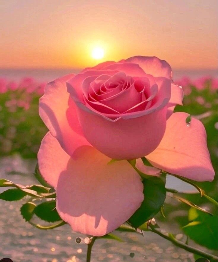 Good Morning enchanting presence <a href="/SpoiltprincessG/">SpoiltprincessG</a> 👑 👸 ♥️

You have brought great delight to my heart and joy to my life. You're extraordinary Princess, the depth of my love for You is endless. #FLR