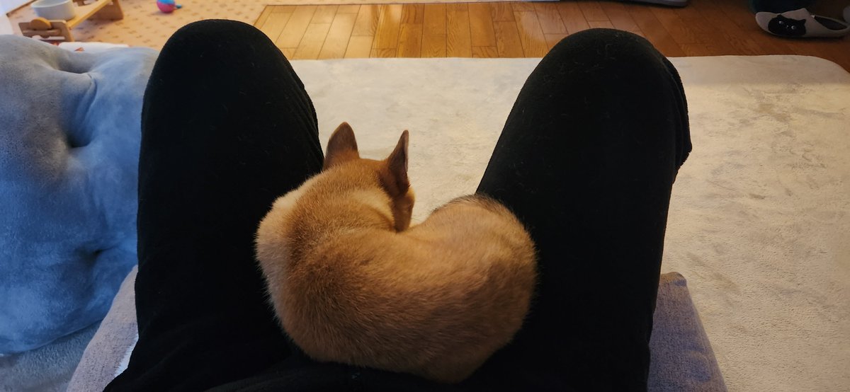 ガビーズシスター4着でこれ