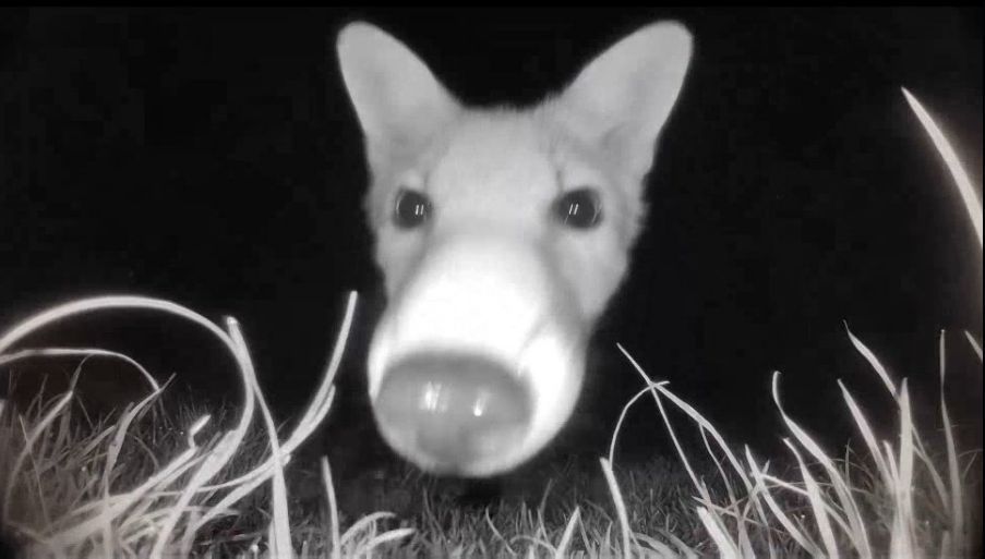 Chris Packham tweet media