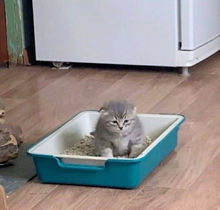 ⋆˚࿔ m 𝜗𝜚˚⋆ tweet media