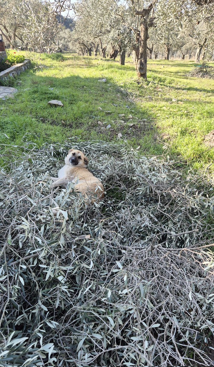 Bu yakışıklıyla beraber sesleniyoruz hepinize:

Günaaaydın.. 🐓🤎

Kendisi hâlâ biraz tedirgin. Kolay değil, kesilmekten son anda kurtuldu canı ama artık güvende.

Boza'nın ise dünyadan haberi yok. Bulduğu her fırsatta zeytin yapraklarına serilip bulutları seyretsin o. :)
📷 S.T.