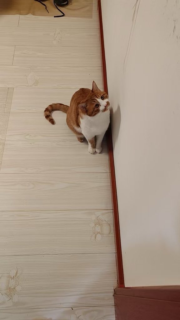 喜欢我的小猫吗