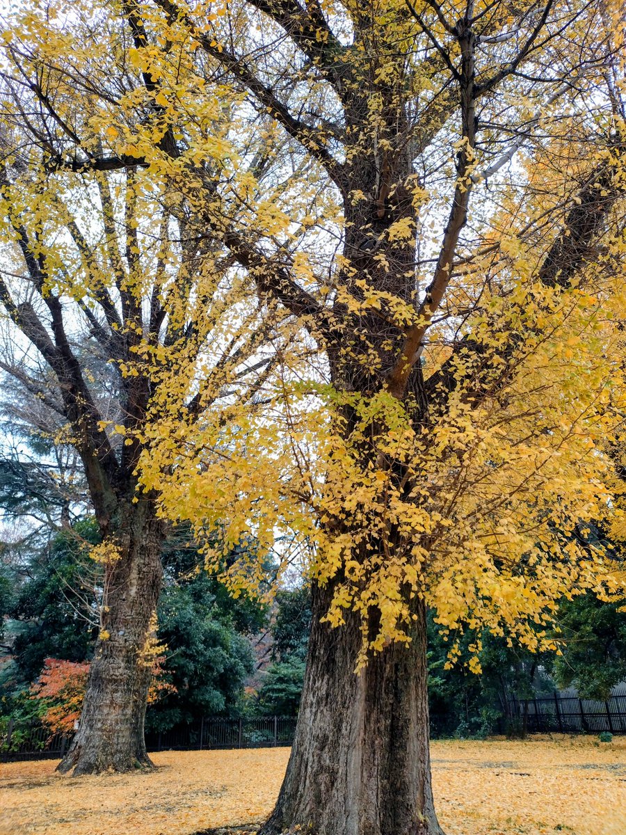 まぐろさんと新宿御苑でランニングしてきた！！🐟️