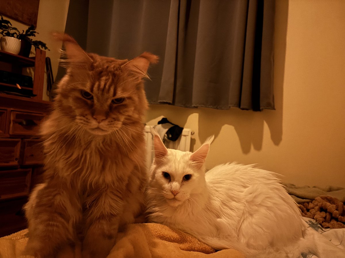 Morning kitty cats. Time to start the day.