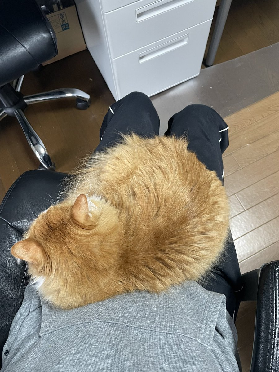 ネコ好き 周りに人がいなくてネコもいない時はたまに私の上に来て寝ます #ねこ