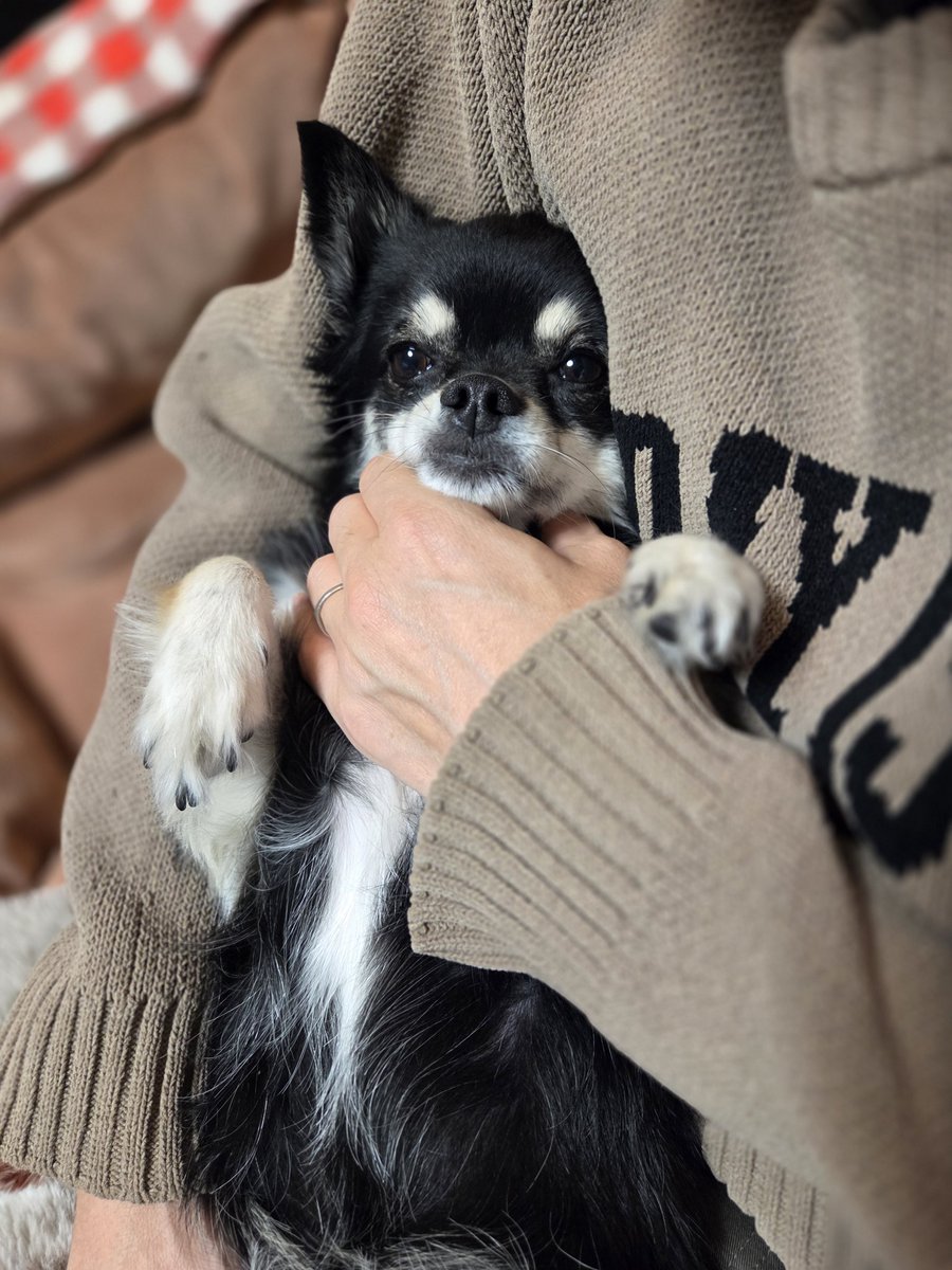 黒ねこ様リクエスト チワワ 黒ねこ様リクエスト チワワ