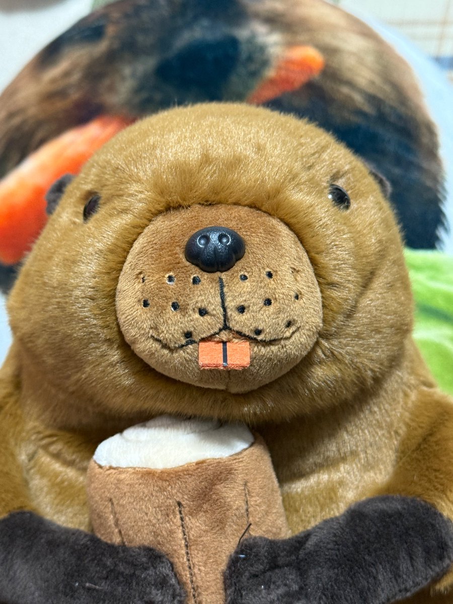 神戸どうぶつ王国オリジナル商品 「アメリカビーバーと丸太ぬいぐるみ