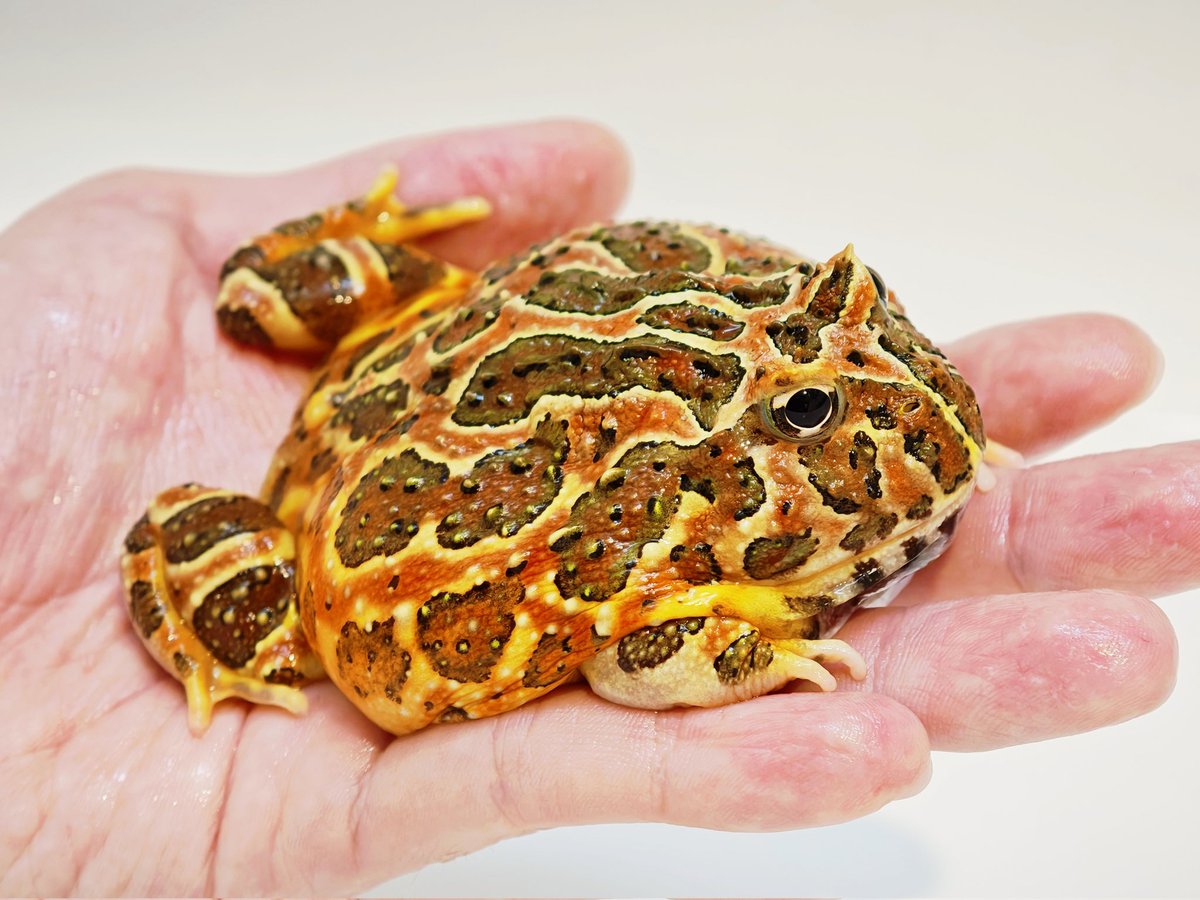 たまごん (@onsen_tamagon) / Posts / X