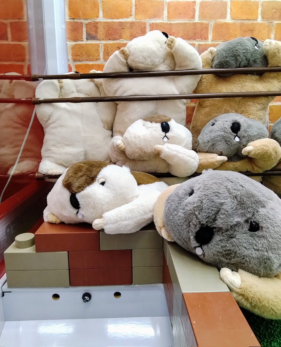 😁入荷情報😁 「DR.マーモット まもちおもプクのぺたーん＆マモ相撲XL