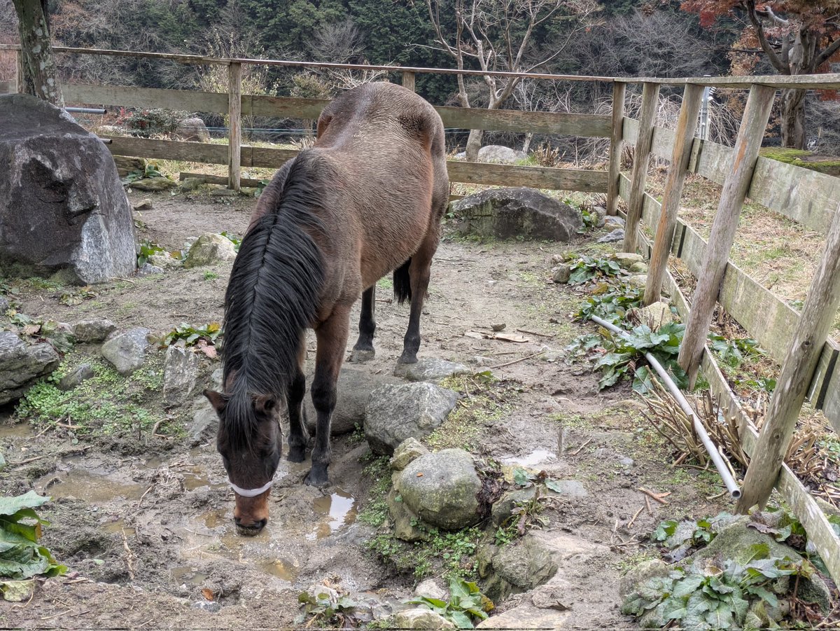 トラップ (@torappu1099369) / Posts / X