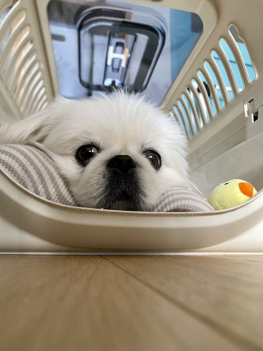 こはく (@kohaku220907) / Posts / X