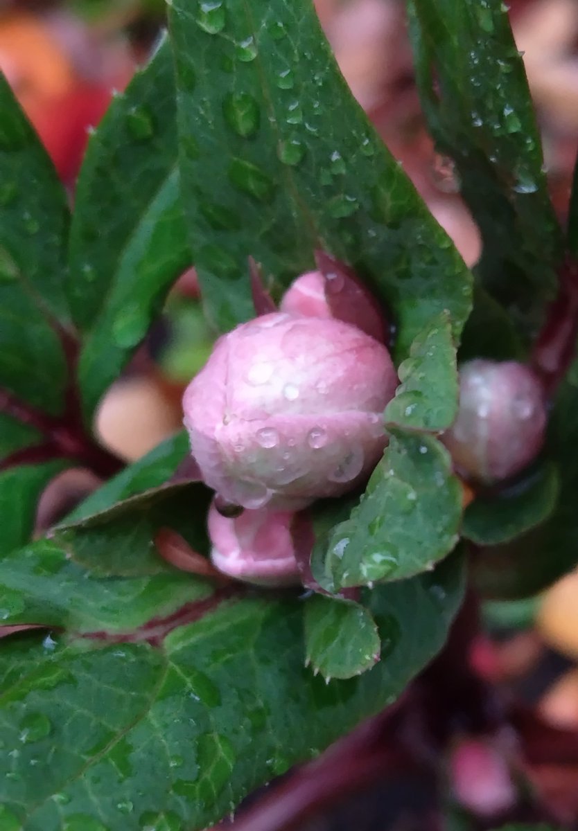 ワニ君 (@Ekh5Y55rvYFHbgc) / Posts / X