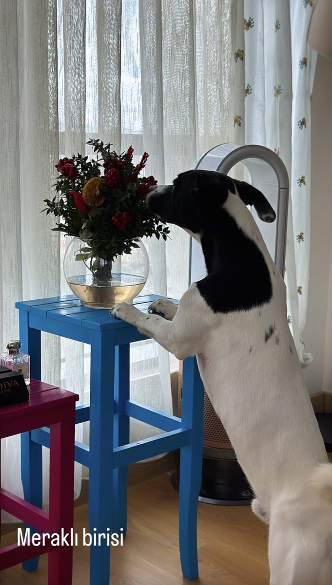 Anneme birisi kokina almış suikast olabilir mi diye kontrol ediyorum sadece. Kimseye güvenemem çümkü