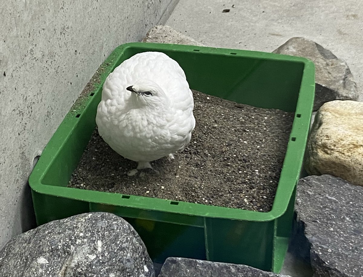 砂場で何かを考えてるライチョウ
 #ニホンライチョウ #ライチョウ #大町山岳博物館
 #RockPtarmigan #Lagopusmuta
