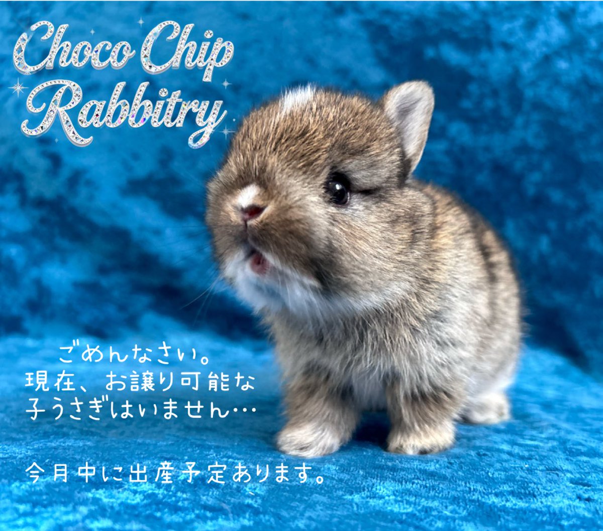 最新情報はInstagramをご覧ください🙏🏻

instagram.com/choco_chip_rab…