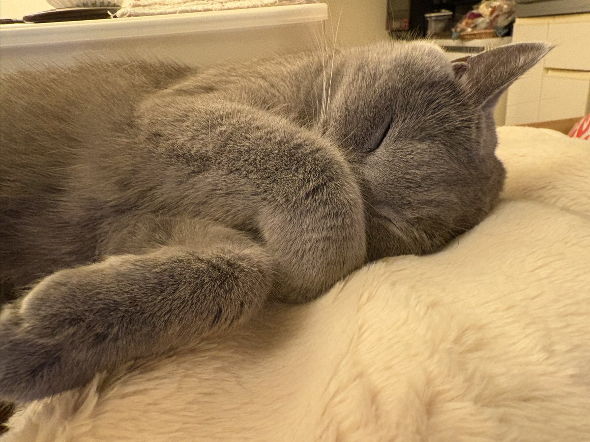 shinkosuke's tweet photo. 眩しいからカーテン閉めてニャ。

すいませんね。

まだ、起きないのニャ

#シャルトリュー
#猫 https://t.co/sGDPgL2w3w