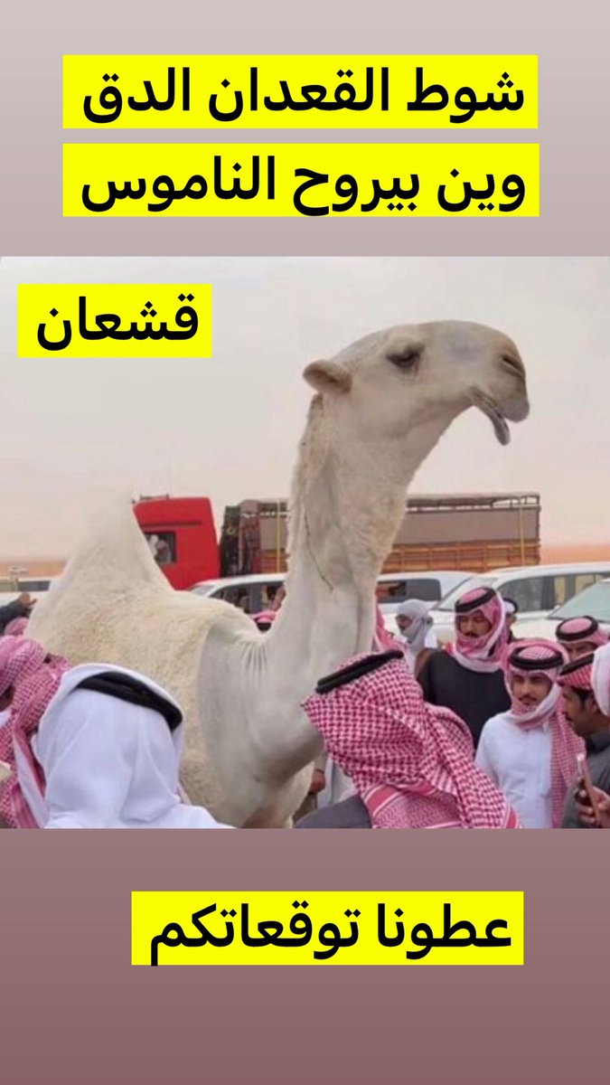 عطونا توقعاتكم بشوط القعدان دق 

 #مهرجان_الملك_عبدالعزيز_للإبل10
#ابو_مرداع 
#نادي_الإبل 
#مجلس_الصياهد