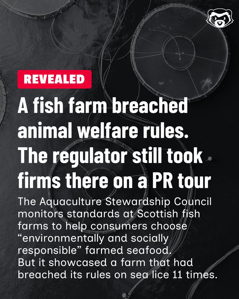 The Ferret tweet media