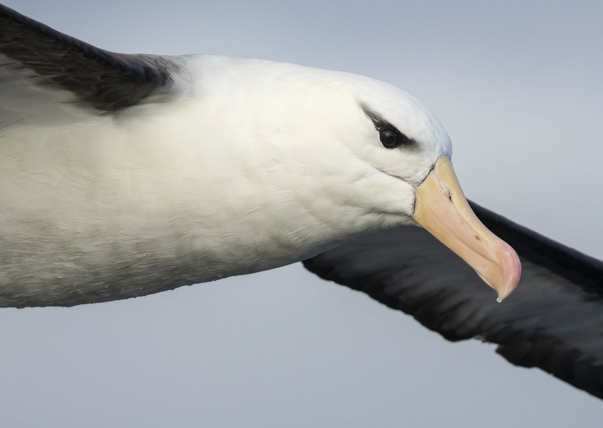 Falklands Conservation tweet media