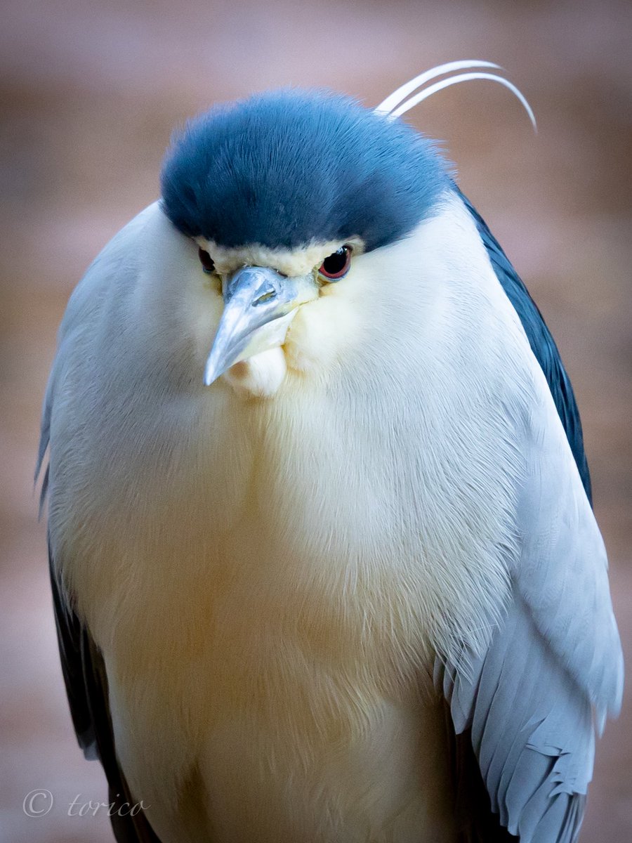 39造 (@mosa_suma_39zo) / Posts / X