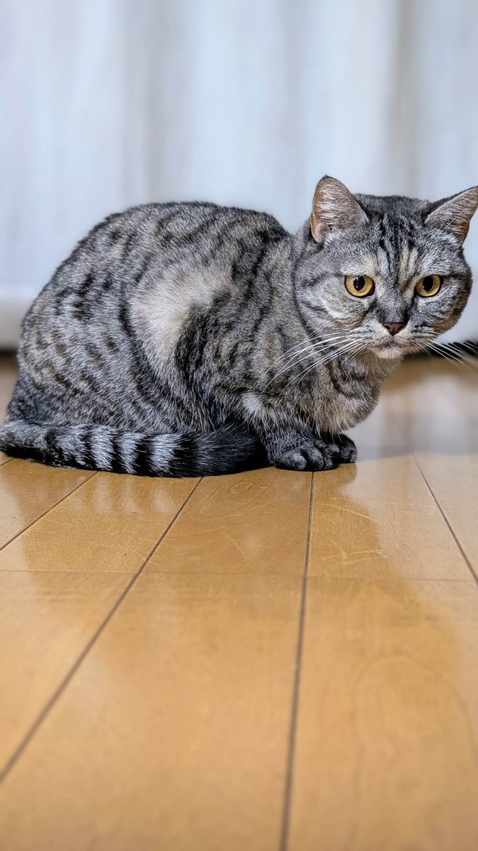 ねこさん⚡(ΦωΦ) (@catnap707) / Posts / X