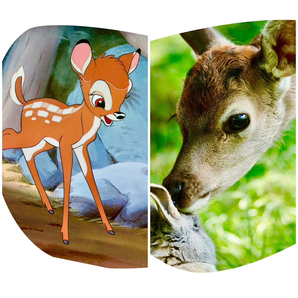 🔴 <a href="/Corriere/">Corriere della Sera</a> <a href="/7Corriere/">7 Corriere</a>  #MarilynMagazine #MM #DigitalEdition #ExtraPerVoi 👊
👊 la #CINEBUSSOLA e i #CINECONSIGLI 🤩
🔴 Leggi la #CINEBUSSOLA 🔥 nella foto #Bambi cartoon e live action 🔴 
corriere.it/il-punto/extra… ⏰🎵
🔴 Leggi i #CINECONSIGLI 🔥🔴 
corriere.it/spettacoli/cin… ⏰🎶