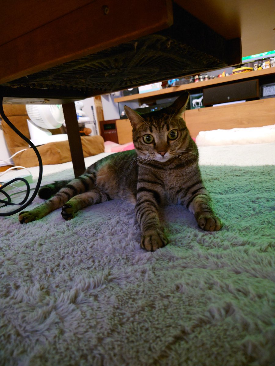 きじとら様 強奪の瞬間😼💨💨 . #キジトラ #きじとら #猫 #猫のいる暮らし #猫