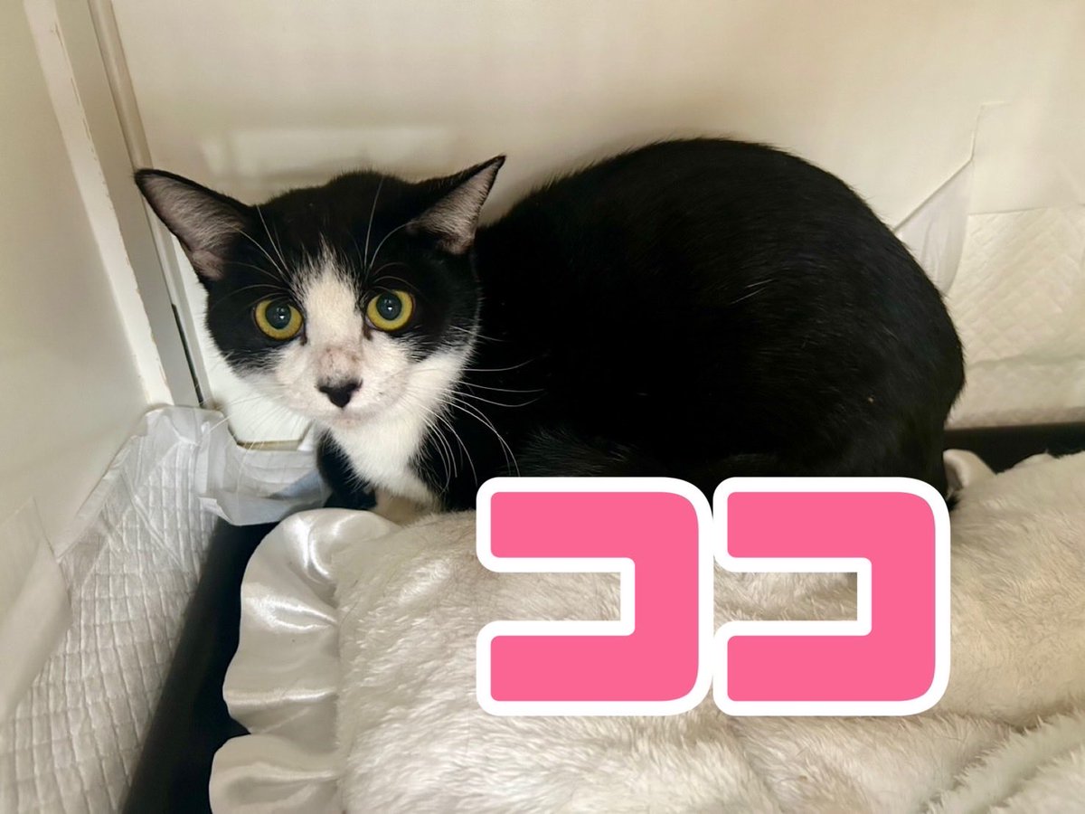 猫ちゃんの熊手 猫ちゃんテンション爆アゲBOX｜郵便局のネットショップ