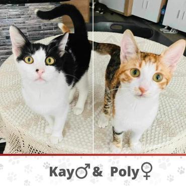 POLY &amp; KAY ❤ (Katze): [Katze: Europäisch Kurzhaar, 2 Jahre]
Gesucht : Zuhause/Pflegestelle Herkunft : Varna / Bulgarien Alter: geb. ca. 03.2023 Geschlecht: weiblich+männlich / kastriert Rasse: EKH-Mix Haltung: Wohnung mit Balkon oder Garten… dlvr.it/TPpbTy