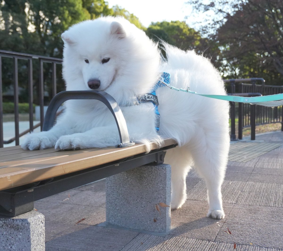 たぬたぬ (@tanutanu29) / Posts / X