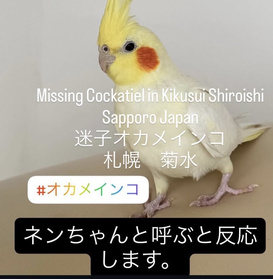 MayumiNamba's tweet photo. 【迷子オカメインコ札幌】
３日前18時頃、白石区菊水で「ねんちゃん」が逃げてしまいました。
人の声に反応します。見かけたらどうか保護とDMお願いします🙏
Lost yellow cockatiel “Nen-chan” in Kikusui, Sapporo. Please DM if seen
#札幌 #白石区 #迷子インコ #Sapporo #LostCockatiel #MissingPet https://t.co/vrir00O57s