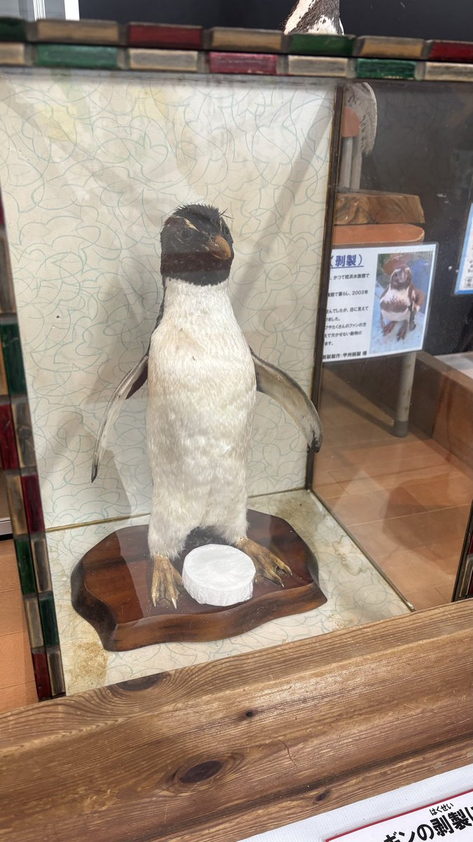 なんでペンギンの剥製にカマンベールチーズ一緒に置いてあるん