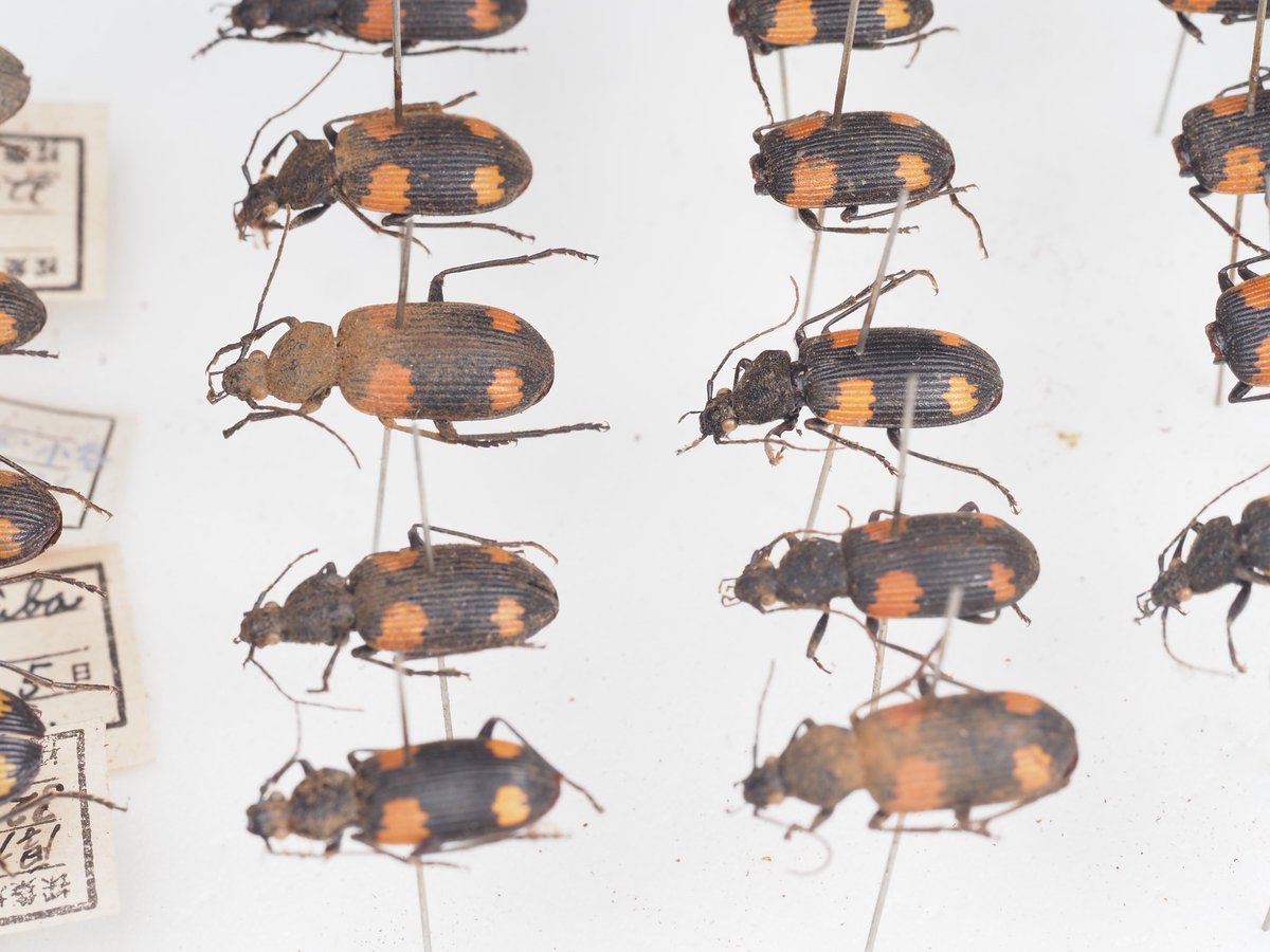 ツキ山 tweet media