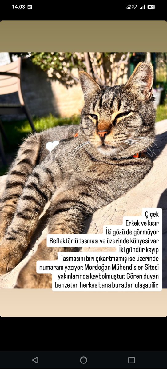 ayse_kale's tweet photo. #cicek #çiçek #izmir https://t.co/mf9tKbx8HQ