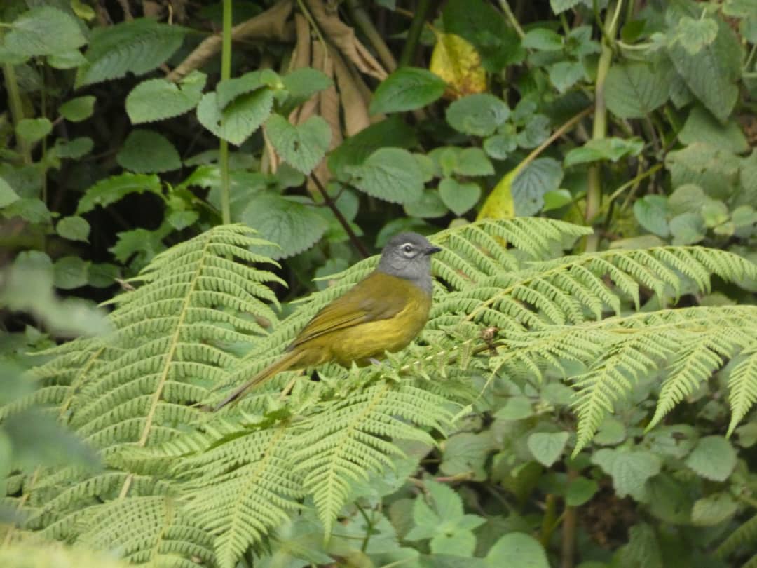 TambourineSafa1's tweet photo. Kukuyu mountain greenbul on the fern branches with it's olive green colour like comflouge. An exceptional tour to tropics, savannah,semi-arid vegetation.[https://t.co/QVVOgwqKK8]
#birdingexperience #wildlifesafari #wildlifephotography #safaridiscovery #naturesuprise #Gamedrive https://t.co/HoDtUA8gNS