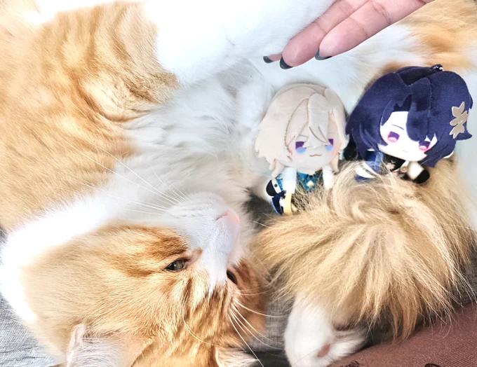 言いたいことはあるけど、眠気に抗えないねこ