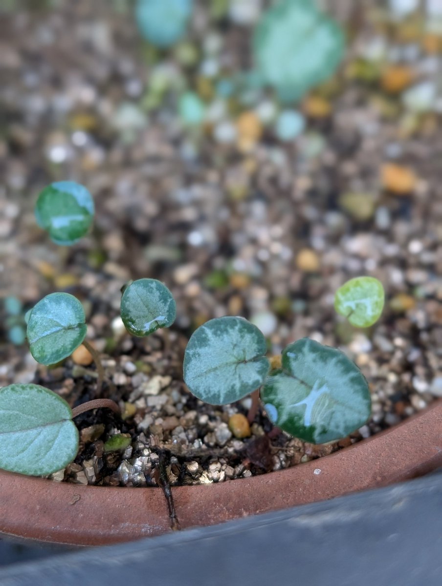 原種シクラメンの葉っぱが美しいな　
種から出てきた小さい葉っぱが愛らしい