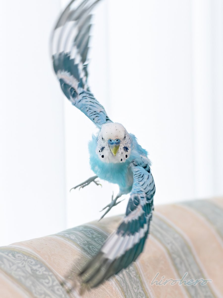 セキセイインコ セキセイインコ｜TECHNOuchi