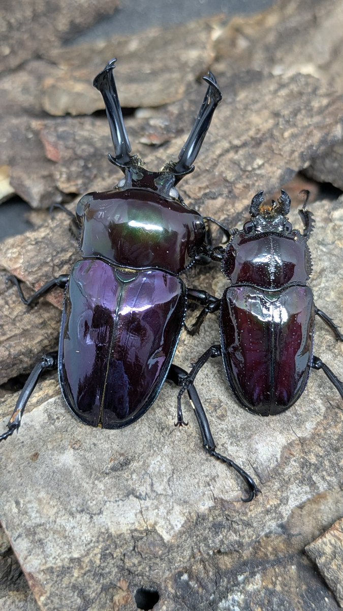 カブ太郎クワ次郎 (@1978insectkbkw) / Posts / X