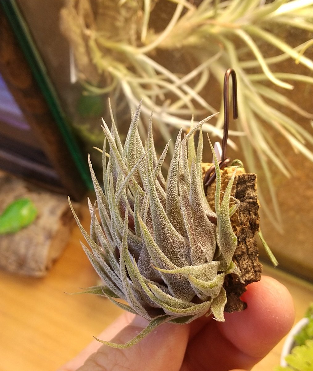 専用　Tillandsia Kraken 速達発送 Tillandsia Kraken チランジアクラーケン Tillandsia インテリア植物