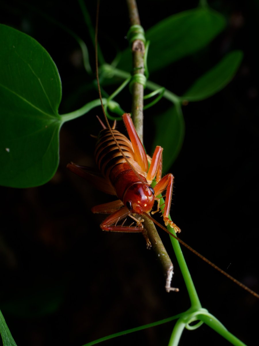 Actiusaliena's tweet image. 南西諸島で見た直翅