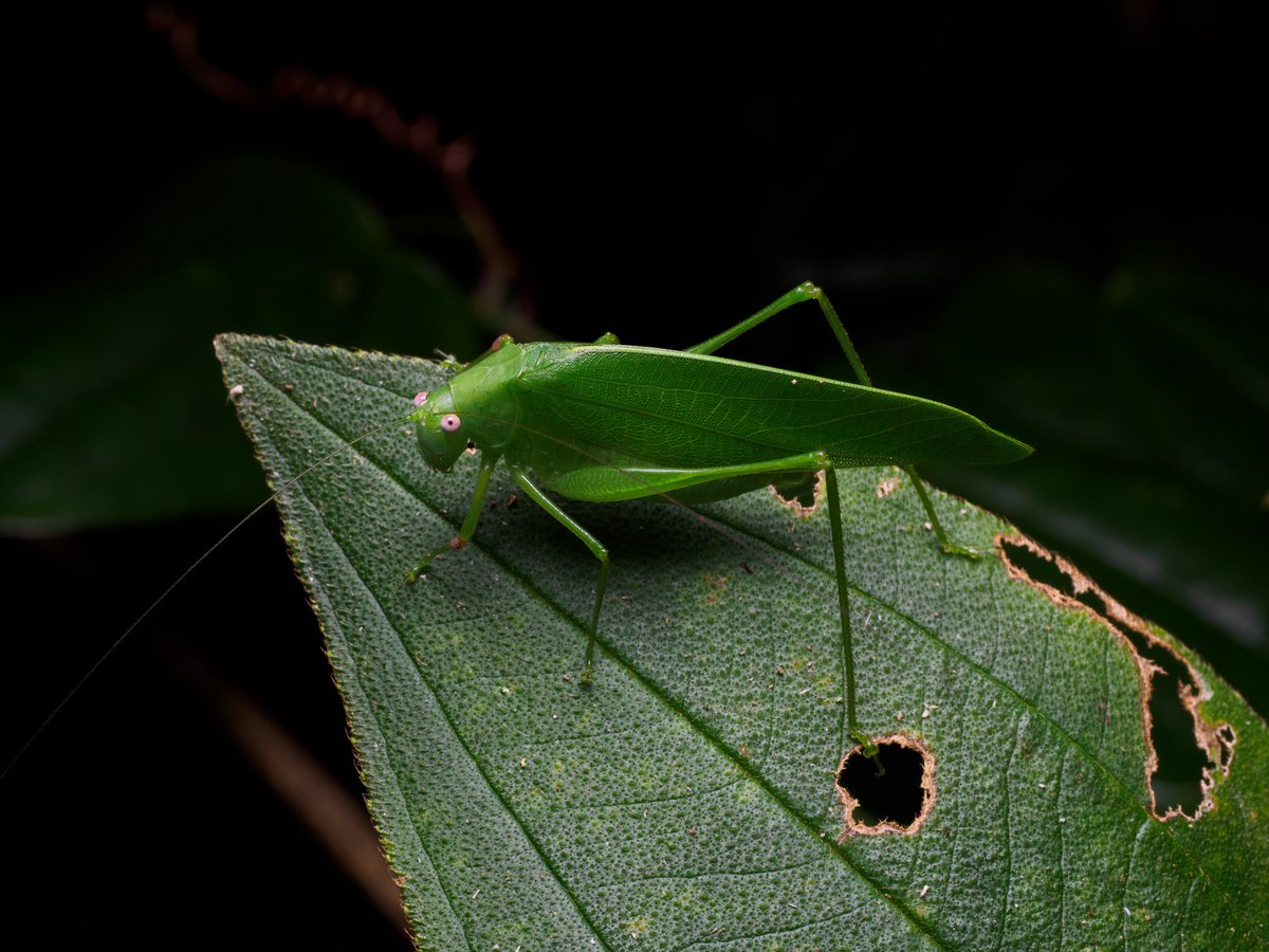 Actiusaliena's tweet image. 南西諸島で見た直翅