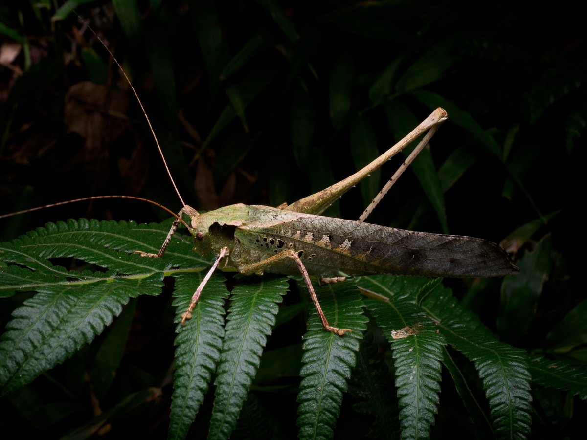 Actiusaliena's tweet image. 南西諸島で見た直翅