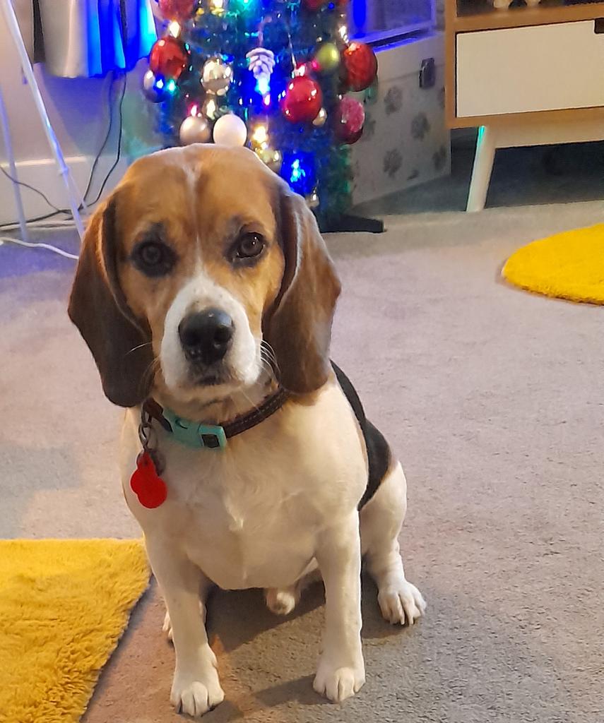 MrPercy Beagle tweet media