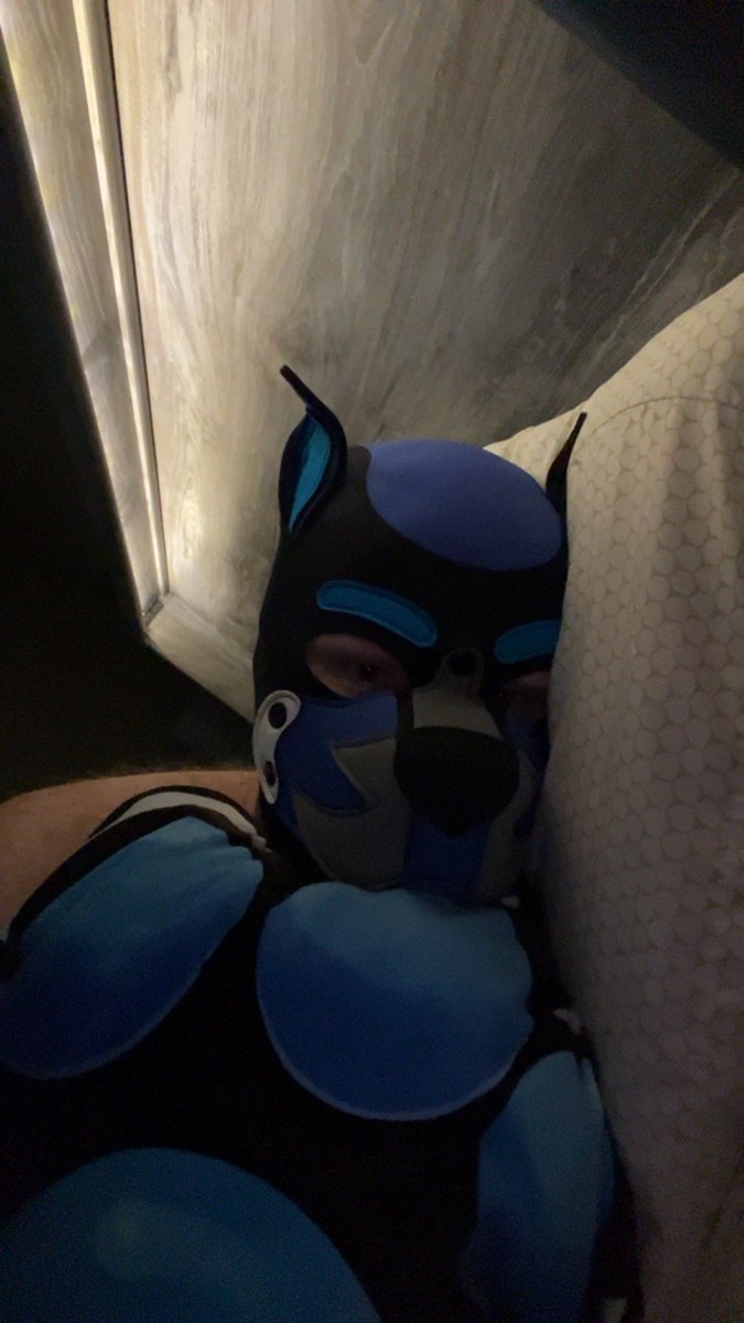 Pup Drice 🐾 tweet media
