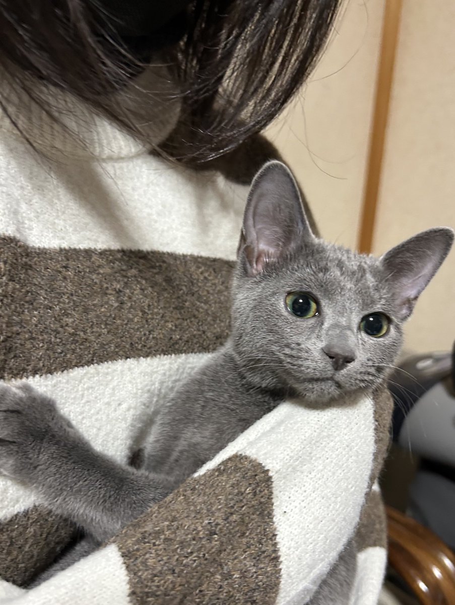 ロシアンブルーの仔猫をお迎えしました