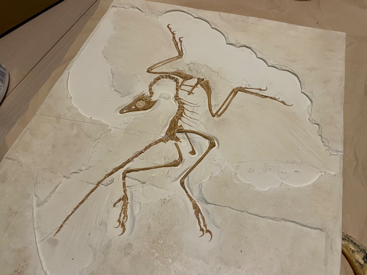 東京ミネラルショーの戦利品③ DINOSEUM様 始祖鳥 ベルリン標本