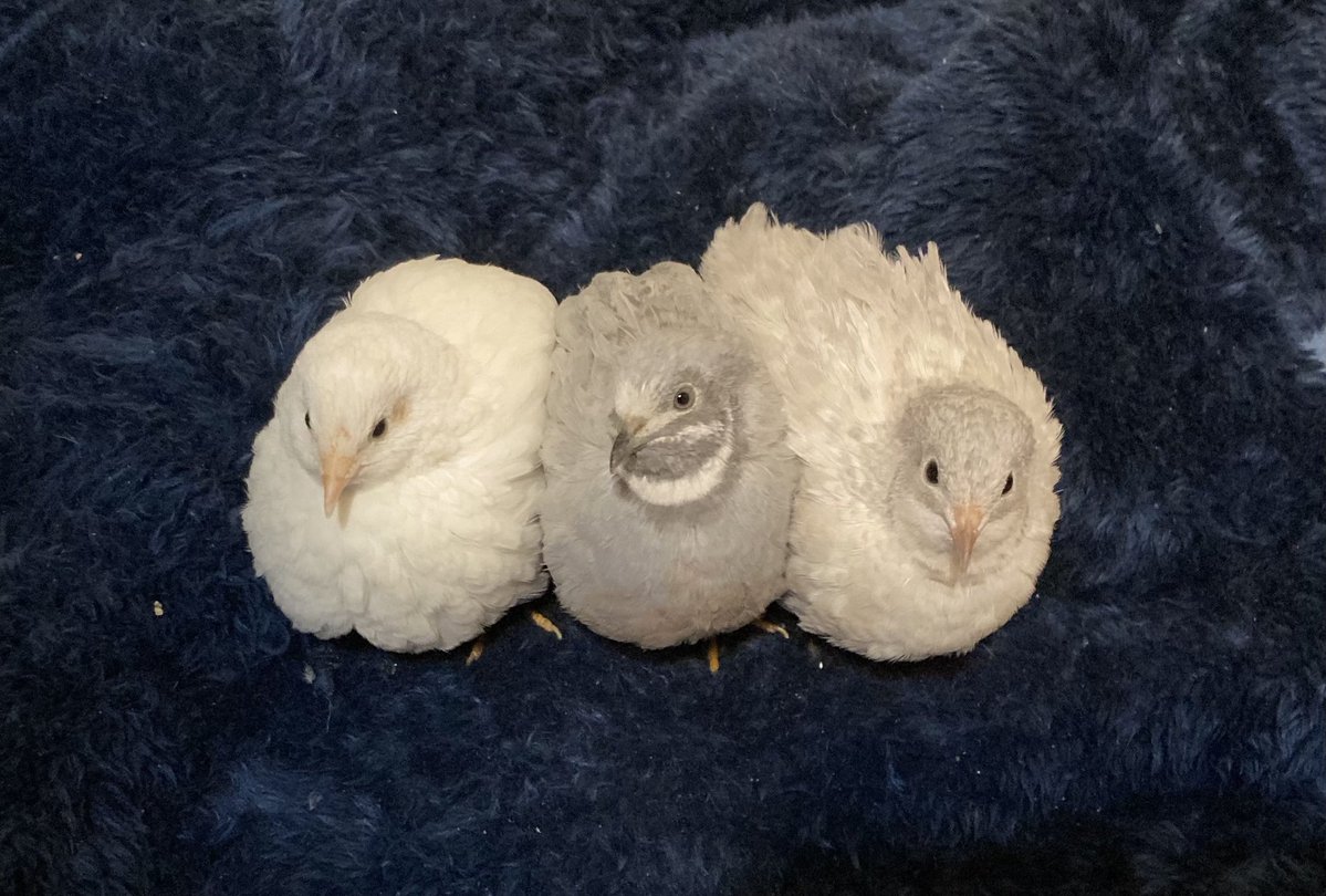 ポポチョロ🐦💨 (@1b4fc39ec9e04d3) / Posts / X