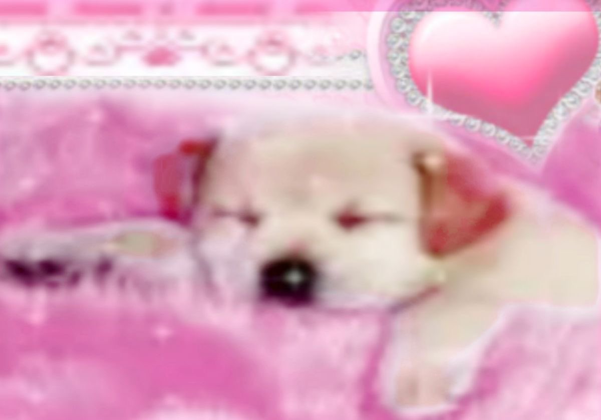 Immensejoyous's tweet image. ૮ ྀི◞ ⸝⸝ ◟ ྀིა decided 2 make an intro⠀⸝⸝
⠀         𓊆ྀི❤︎𓊇ྀི  nsfw⠀𓏴⠀9teen
        
                      🐾° switch
            
             ༄.° mostly hard kinks 
           
           𓊆✙  #nsfwtwt #nsfwtwtًً 
⠀              ♡ / ↺⠀for⠀moots .ᐟ